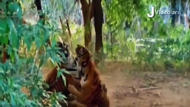 KİNG LİON vs CROCODİLE Real Fight ►► Tiger Leopard Boar Snake Hippo Rhino Lion Wild Animal Attacks