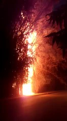 बांस के जंगल में  लगी आग