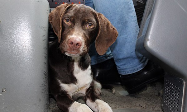 Soğuktan üşüyen köpek dolmuşa sığındı