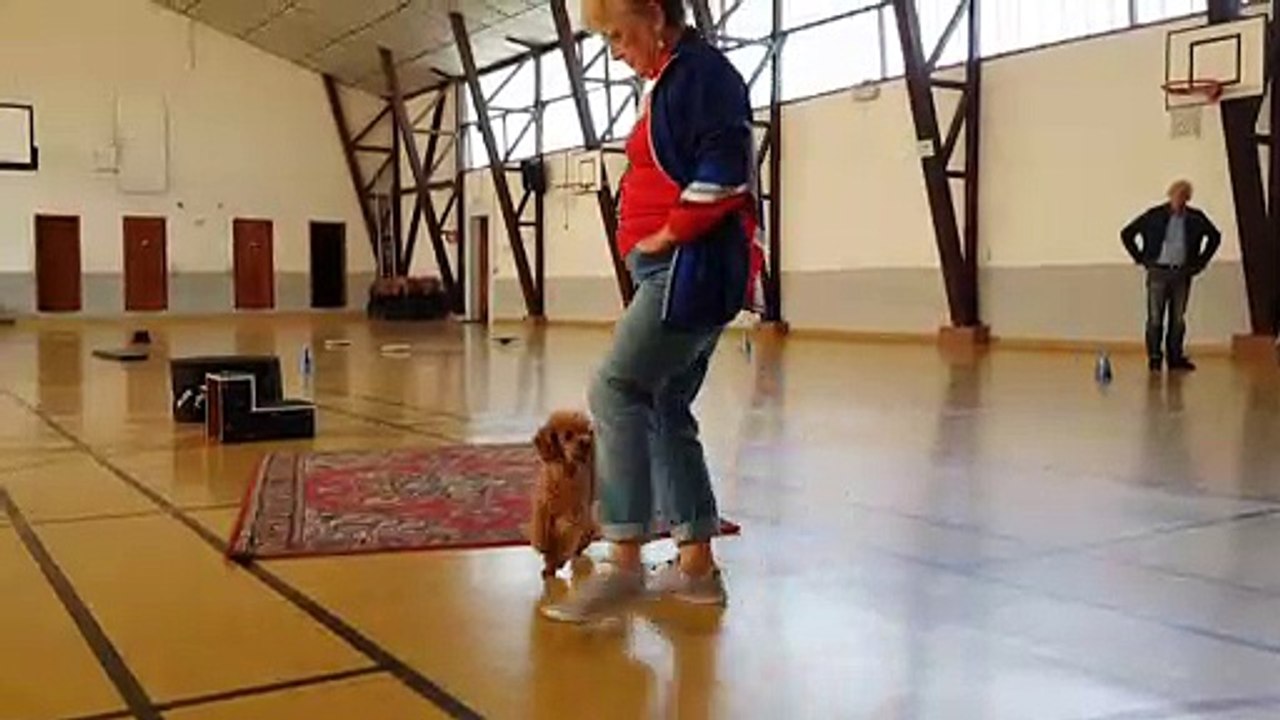 En Alsace, Marie-France Mattern danse avec son caniche Clips