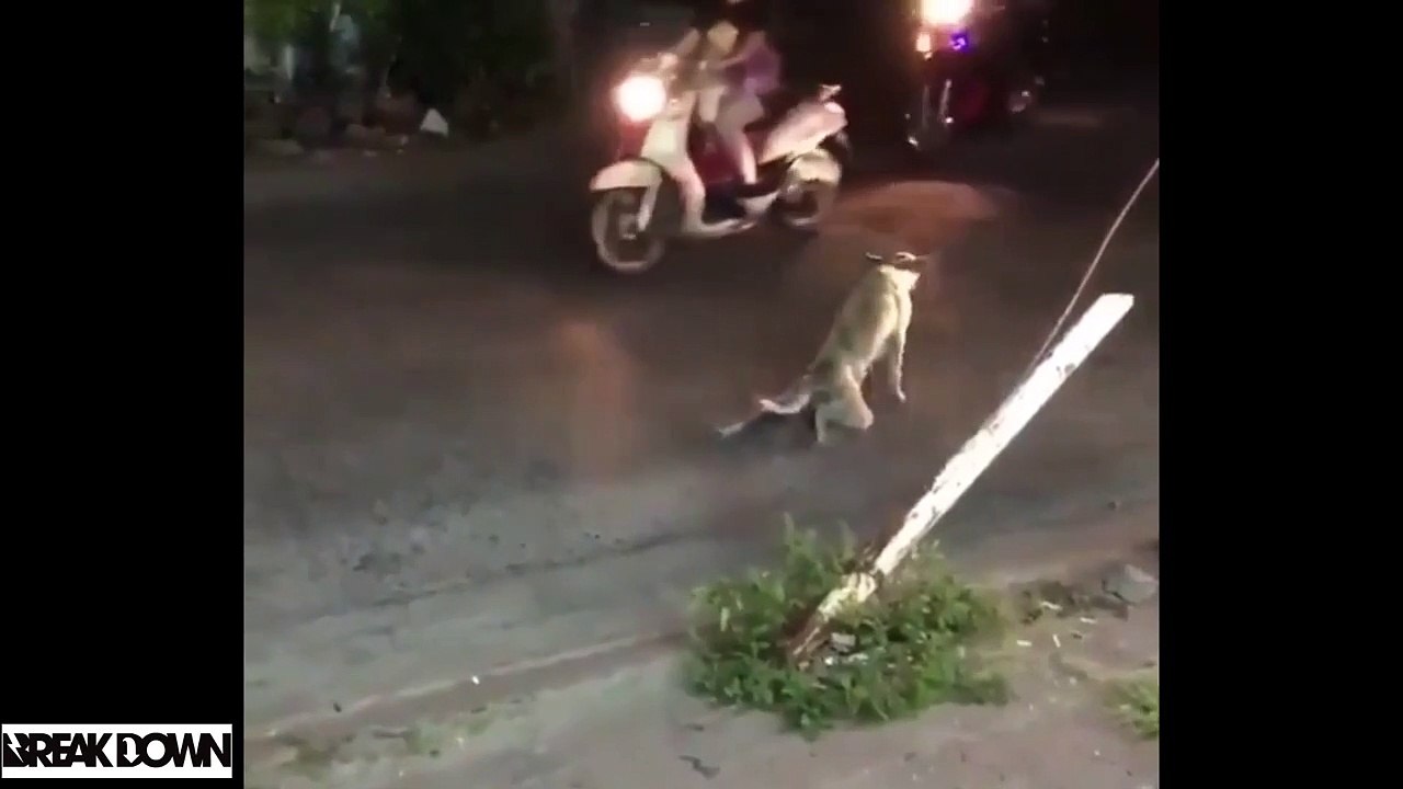 IF YOU LAUGH, YOU LOSE Funniest Animal Compilation 2017 - Funny Pet Videos .