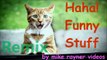 Amazing Funny Animals! make you Laugh Cats & Dogs! Happy Fun Stuff!