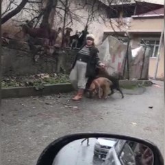 Mahallede Korku Saçıyorlardı: Köpekler Toplandı, Sahibi Gözaltına Alındı