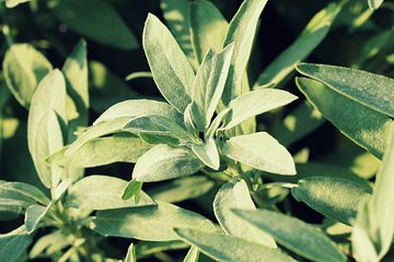 5 bénéfices de la sauge sur la santé