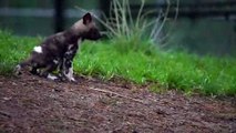 Painted dog pups venture outside