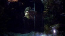 SLOW MOTION 81.WHAT FISHER MEN DREAM OF CATCHING.