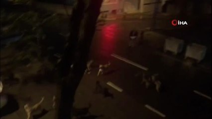30'un Üzerinde Köpekle Tek Göz Odada Yaşayan Kadın Gözaltına Alındı
