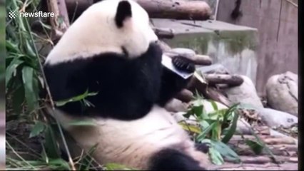 Panda plays with meat cleaver that keeper left in enclosure