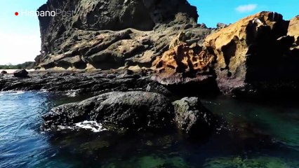 Científicos hallaron un adorable pingüino en las islas Galápagos