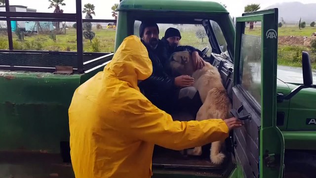 GAÜN İslahiye Yerleşkesi'ne sığınan köpeğe personel ve öğrenci ilgisi - GAZİANTEP