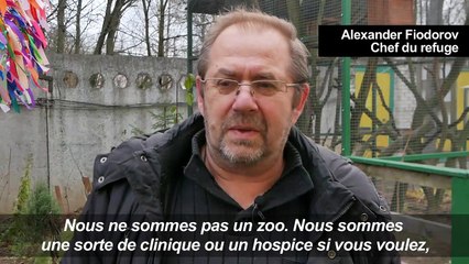 En Russie, un refuge pour animaux sauvages