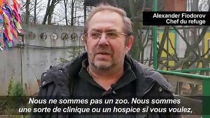 En Russie, un refuge pour animaux sauvages