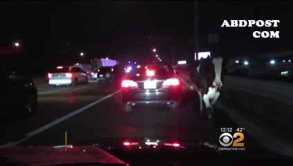 New Jersey Paterson otoyolda inek firar etti