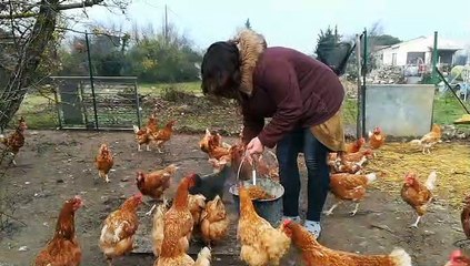 Monteux : elle vole au secours des poules destinées à l'abattoir