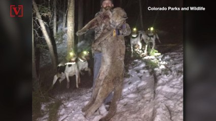 Man Convicted of Felony for Illegal Killing of Mountain Lion