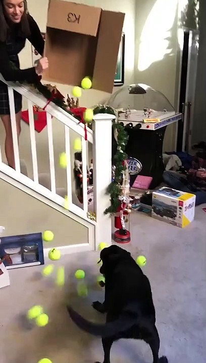 Ce chien reçoit des balles de tennis en cadeau de Noël