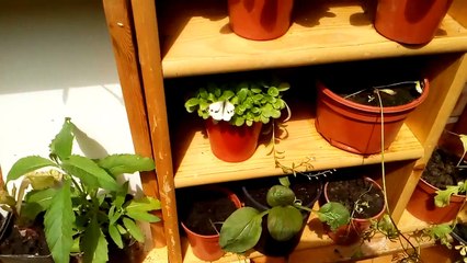Small white butterfly sitting on a plant