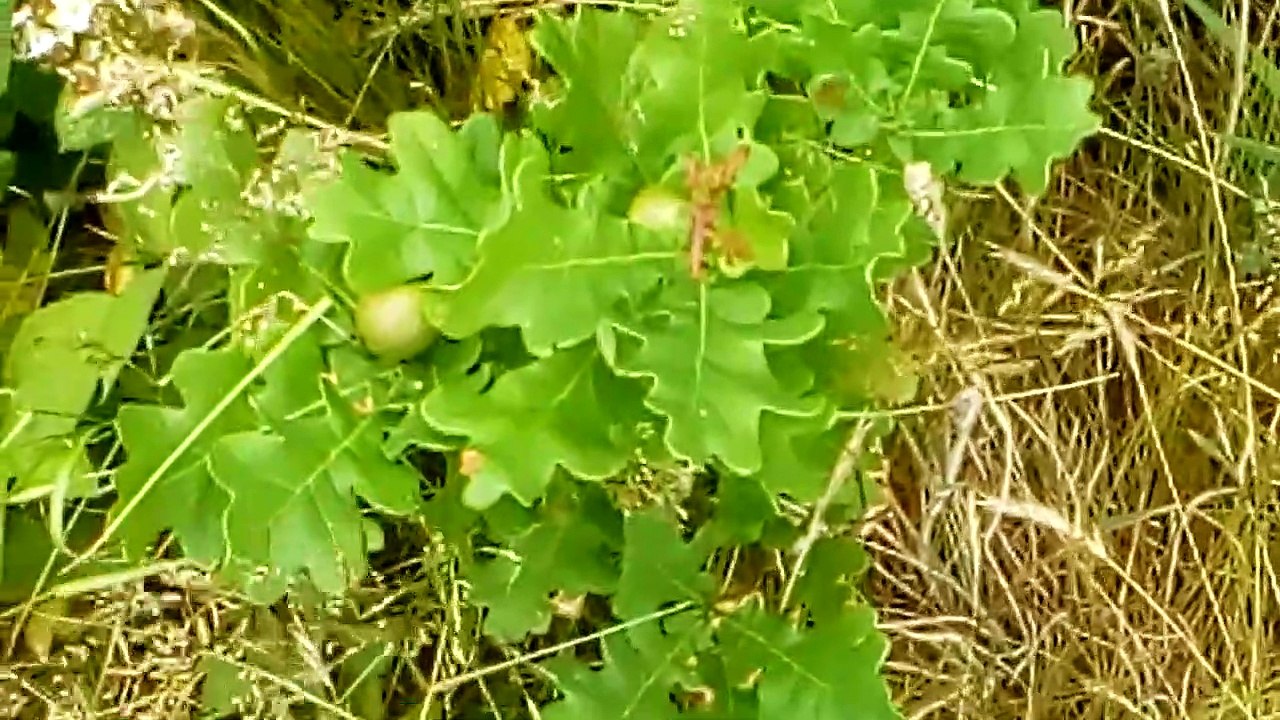 Small acorn tree