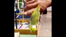 Funny Parrots and Cute Birds Compilation #7