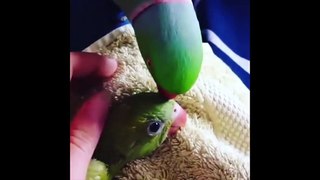 Funny Parrots and Cute Birds Compilation #10