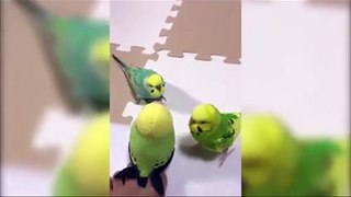 Funny Parrots and Cute Birds Compilation #11