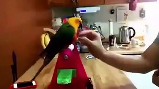 Funny Parrots and Cute Birds Compilation #12