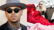 Chris Brown Faces Misdemeanor Charges Over Pet Monkey