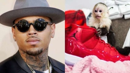 Chris Brown Faces Misdemeanor Charges Over Pet Monkey
