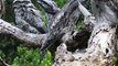 Tawny Frogmouths Are the Masters of Camouflage