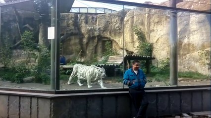 Ce tigre blanc a bien envie de croquer ce touriste