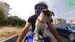 Ce motard ne sort jamais sans son chien... Toutou biker