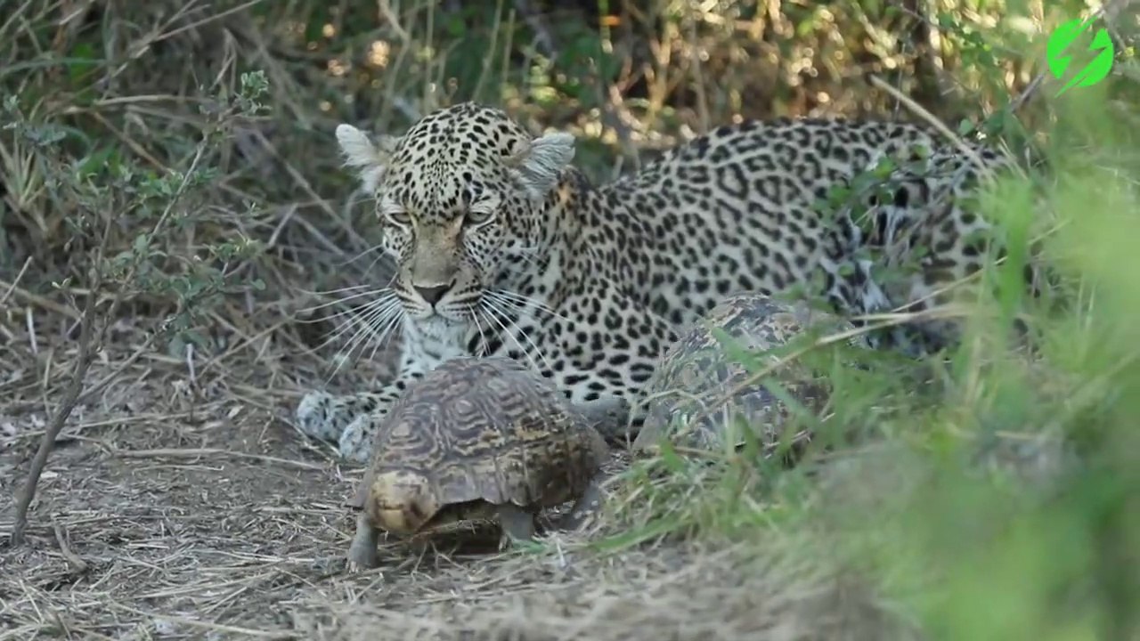 Des tortues viennent faire leur affaire à coté d'un jaguar... Pas pudique