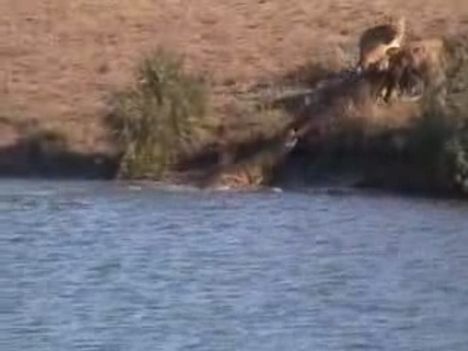 Battle at Kruger