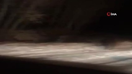 Aç Kalan Domuz Sürüsü Kasabaya İndi