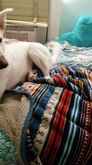 Dog Sings Along to Favorite Song
