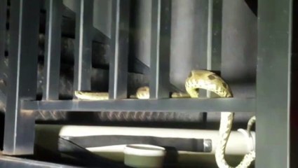 Cobra é capturada pelos Bombeiros em empresa