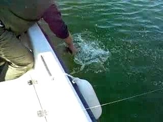 Remise a l'eau sandre de 15 livres, le rio ebro avec Julien.