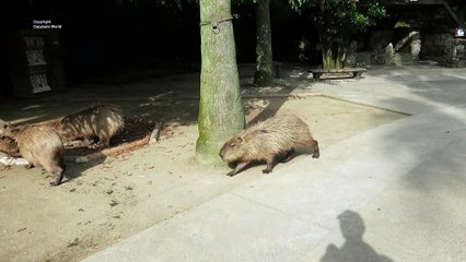 How Hinase Maintains Her Authority Over The Herd