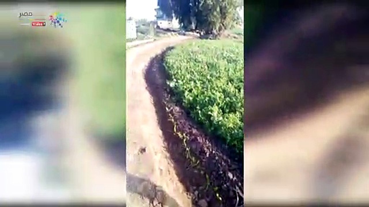 شكاوى بتعدى مواطن على طريق.. ورئيس "أشمون": جارى حلها