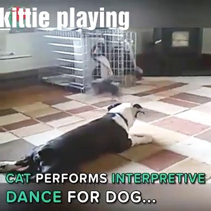 amazing video of cute kittie and dog