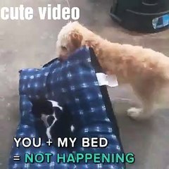 very very cute video of dog playing with  cat
