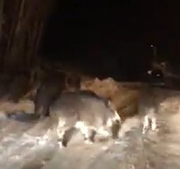 Aç Kalan Onlarca Domuz Sürüsü Kasabaya İndi