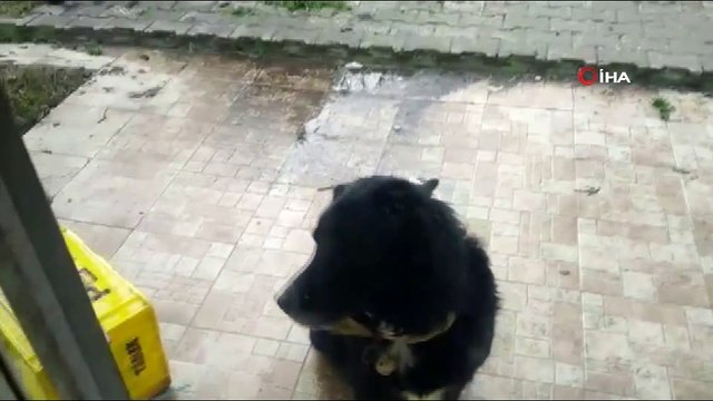 Kedi ile köpeğin ilginç dostluğu...Köpeğin sırtında mama bekleyen kedi gülümsetti