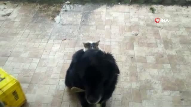 Kedi ile Köpeğin İlginç Dostluğu...köpeğin Sırtında Mama Bekleyen Kedi Gülümsetti