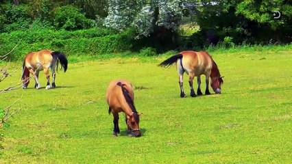 What If A Large Asteroid Was Headed To Earth