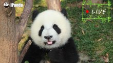 24/7 HD Panda Live @iPanda