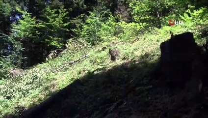 30 yıllık hayal gerçek oluyor...Uzungöl Teleferik projesi ihale edildi