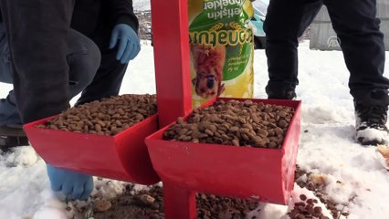 Sokak hayvanlarının imdadına belediye yetişti - KAYSERİ