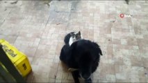 Kedi İle Köpeğin İlginç Dostluğu