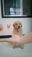 Cutest baby animals in the Animal Kingdom Video #2